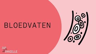 Bloedvaten: Arteriën en venen