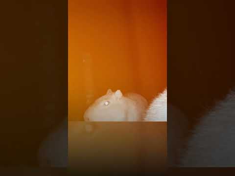 Câmeras noturnas da Serra do Japi