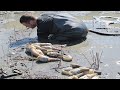 Amazing Giant Geoduck Clams Catching and Processing Skills - Fastest Monster Clams Digging Skill