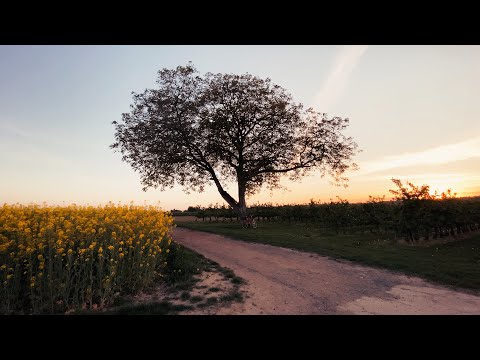 SHOT ON IPHONE (iPhone 11 Pro cinematic video 4K) | The Film People
