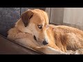 Beware When Dogs Go On A Rampage FUNNIEST Dogs