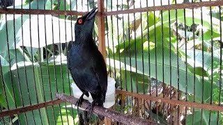 Download lagu Seketika Cucak Keling Bisu Jadi Gacor Srtelah Dengar Pancingan Ini mp3