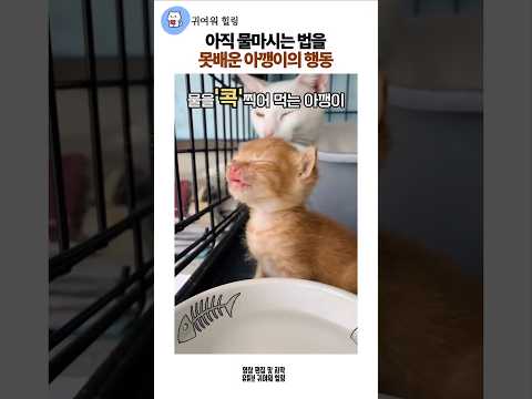 아직 물마시는 법을 못배운 아깽이의 귀여운 행동 #아깽이 #아기고양이