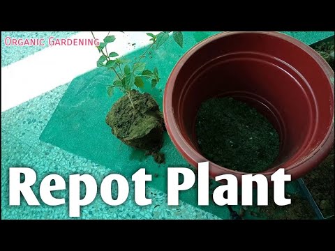 How to repot a Plant पौधे को रिपॉट कैसे करें Video