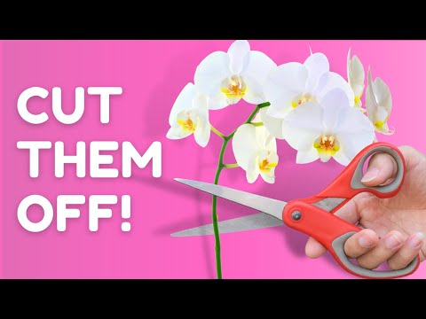 Do This For The LONGEST Orchid Blooms!