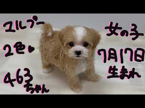 YouTube動画のサムネイル