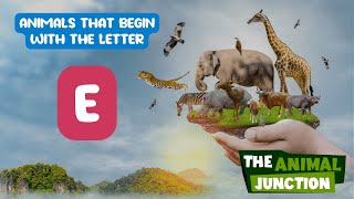 Animals That Start With E | The Animal Junction