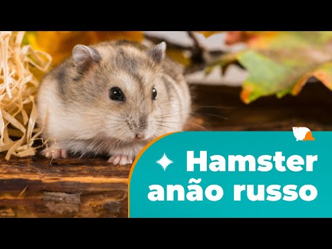 Hamster Russo Anão