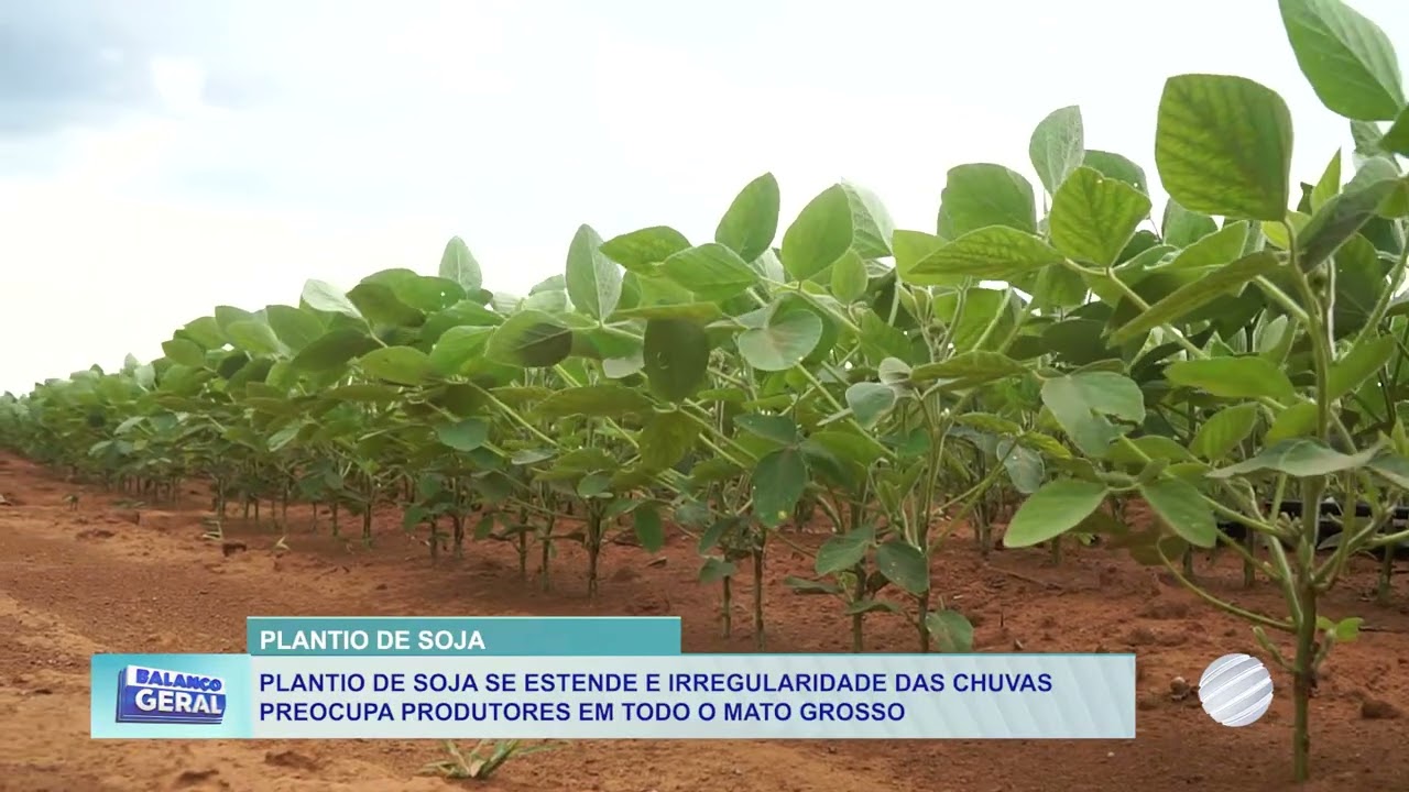 Produtores iniciam plantio da soja após o fim do vazio sanitário em Mato Grosso | Safra 2025/26