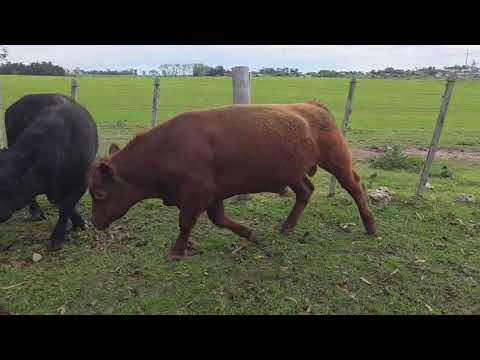 131 117 127  – SANTA JULIA – ABERDEEN ANGUS