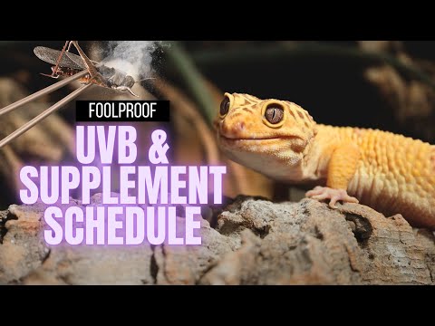 How To Use Reptile Supplements & UVB Correctly | Beginner's Guide