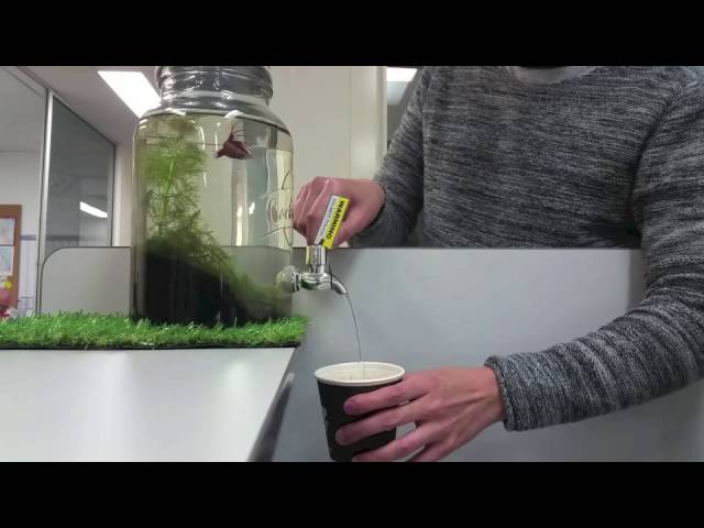 Betta Fish Tank Part 2 - How to change water from Betta tank the easy way.