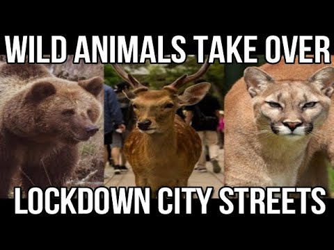 Wild Animals Take Over Lockdown City Streets Around The World Compilation