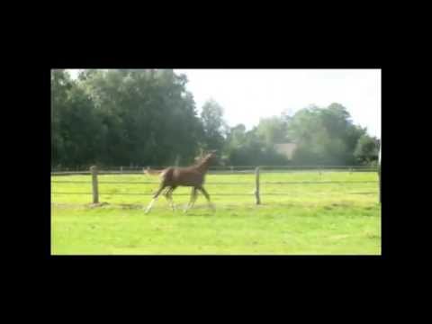 Diamant von Dankeschön x Show Star x Ehrentusch *05.05.2012