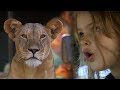 Children Watch Lion Kill Zebra This Wild Life BBC Earth