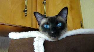 Talkative Siamese Cat