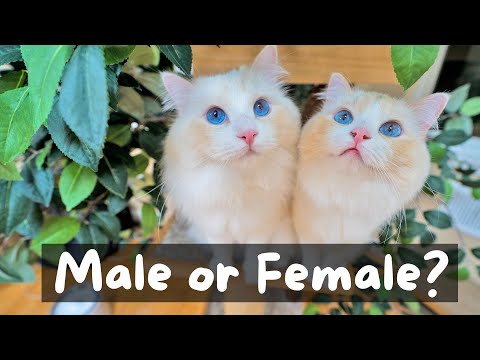 Should You get a Male or Female Ragdoll Cat | The Cat Butler