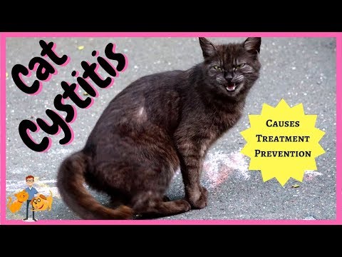 Cat Cystitis: treatment, symptoms + home prevention