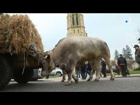 Fête des bœufs gras de Grignols