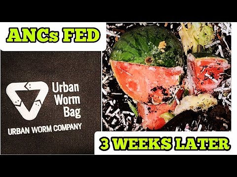 A WATERMELON Feeding For African Nightcrawlers In The Urban Worm Bag | Vermicomposting With ANCs