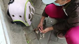 Download lagu There are many stray cats in this market that need help mp3