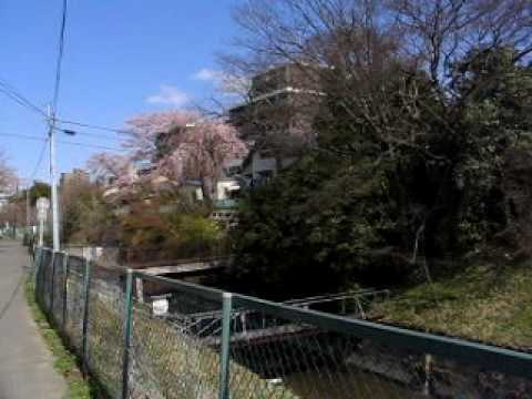 仙台　七郷堀の桜