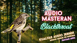 Download lagu 13 Audio Masteran Suara Blackthroat Jeda Gemricik ... mp3