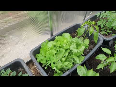 Gardena aqua Bloom Set. Erkenntnisse und kurzer Zwischenstand.