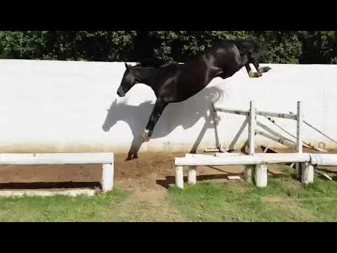 Orpen Z | Zangersheide Argentina