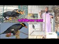 Talking baby birds and tame size babies will be sold talking moyna pakhi & team size baby sell #myna