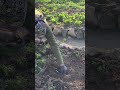 Nane Nasıl Dikilir Nane Bakımı Nane Doğalürünler Bahçede Bahçeişleri Bahçebitkileri Bahçe