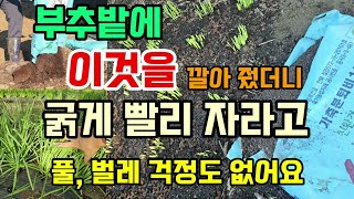 부추밭에 이것을 깔아줬더니 얇았던 부추가 굵게 빨리 자라고 풀, 벌레 걱정도 없어요 #부추굵게키우기  #부추…