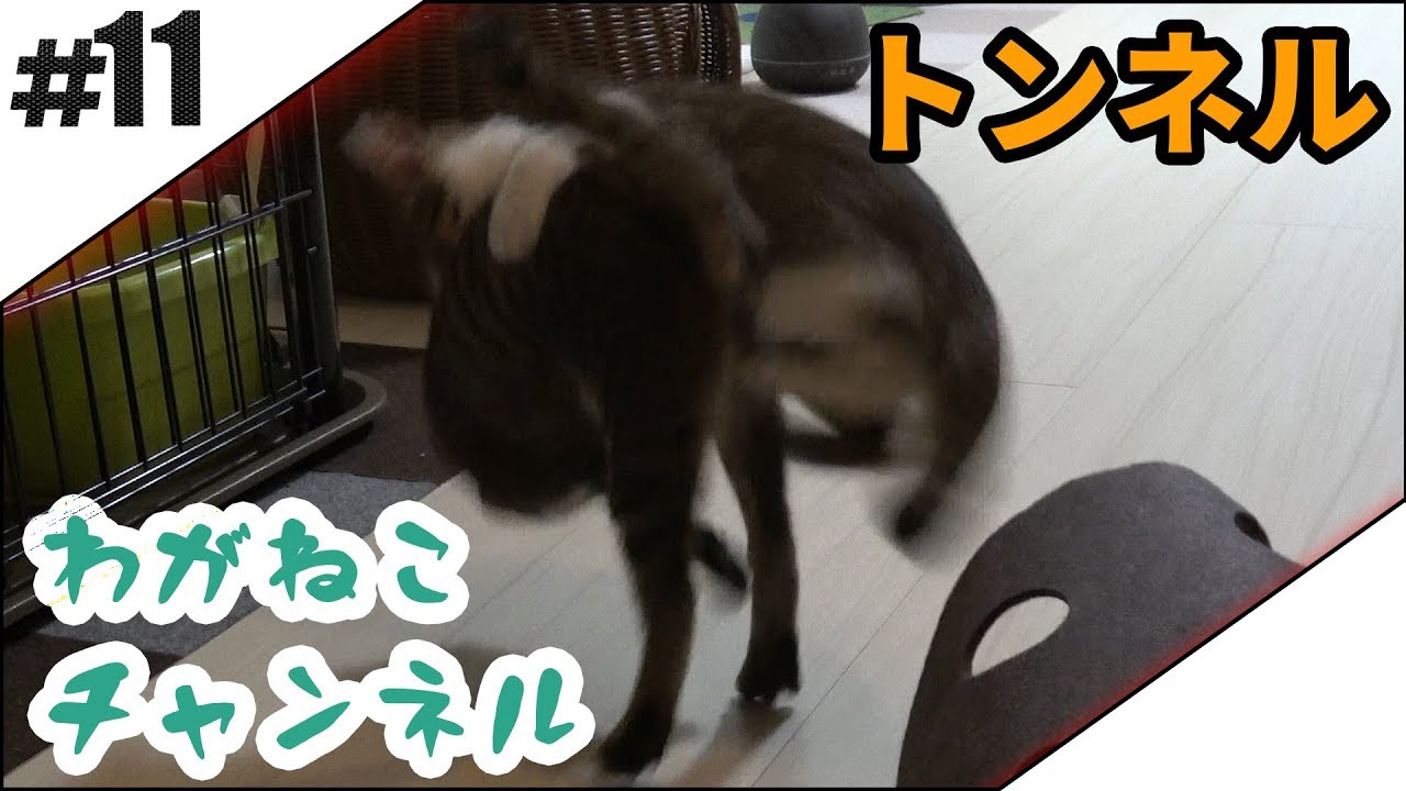 #11【吾輩】トンネル【猫】