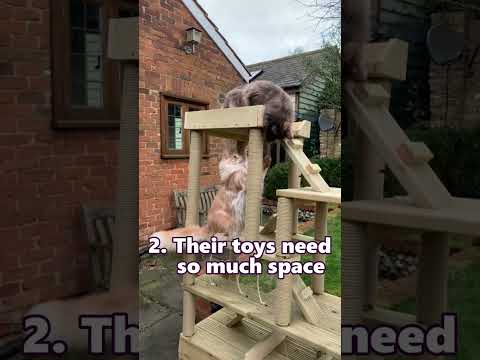 Why I regret getting 4 Maine Coon cats... or do I? 😆🙄