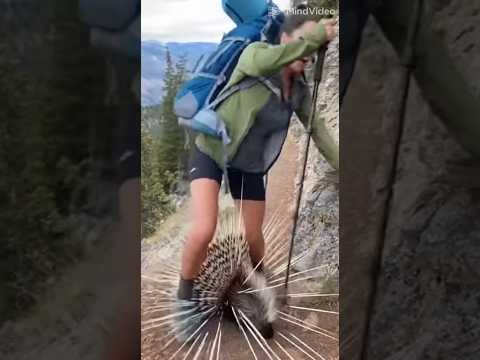 Oh!No,The porcupine  is under my legs! #animals #porcupine