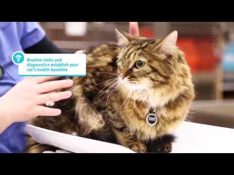 Banfield Pet Hospital – Young Adult Cat Health Tips