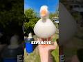 The Most Expensive And CUTEST Duck In The World Shorts