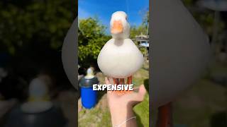 The Most Expensive and CUTEST Duck in the World 🤗❤ #shorts