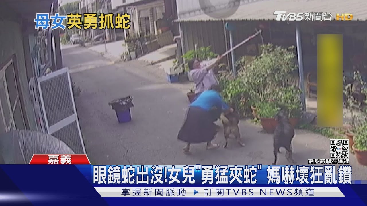 嚇壞老媽了!眼鏡蛇出沒女兒勇猛「夾蛇」 媽嚇到亂鑽