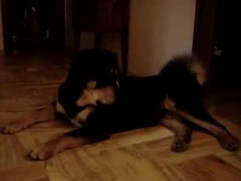 Khantul, 14 months, February 2007