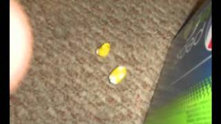 The Adventures of the Cow