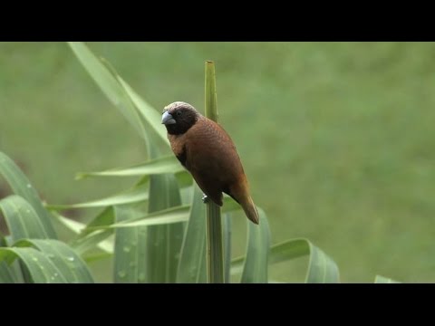 CACM Feb. 2015 - YFCC100M: The New Data in Multimedia Research HD