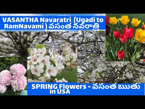 Vasantha Navaratri (Ugadi to RamNavami) & Spring flowers in  USA  వసంత నవరాత్రి and వసంత రూతు పూవులు