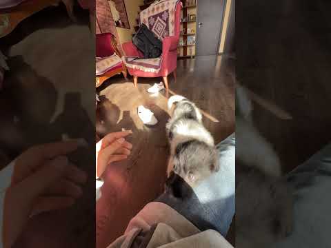 დორი გაიზარდა? 😱🦮