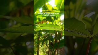 Download lagu Kata-kata islamic kehidupan susana alam #youtubeshorts #shots #katabijak mp3 Download lagu Kata-kata islamic kehidupan susana alam #youtubeshorts #shots #katabijak mp3