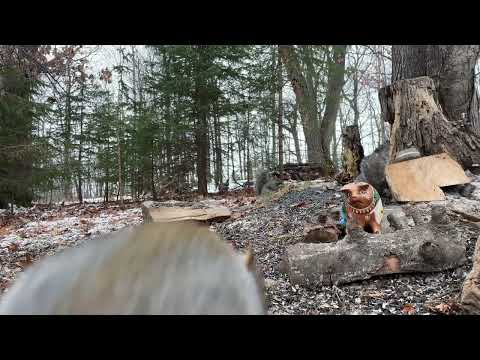 Squirrels Gone Wild [154]