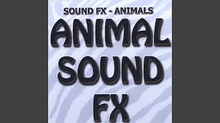 Sound Fx - Horse Crying, Animal Hurt video