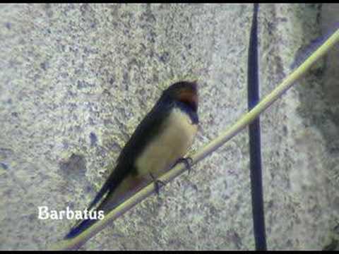 Golondrina común ( Hirundo rustica ) Ing. Barn s