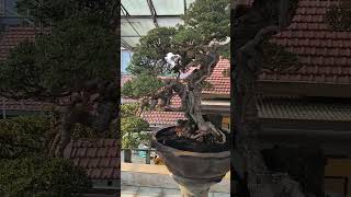 Download lagu Pemphis Acidula Bonsai ( Santigi ) Large size from Surabaya,owned by Mr Stephanus mp3 Download lagu Pemphis Acidula Bonsai ( Santigi ) Large size from Surabaya,owned by Mr Stephanus mp3