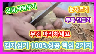무조건 따라하세요 씨감자 심기 100%성공 핵심2가지 씨감자 산광처리및 싹틔우기,씨감자,눈자르기및 두둑 만들…